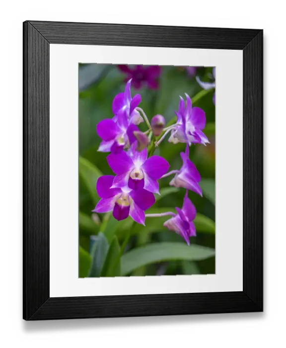 Framed Print : Dendrobium Orchid Framed Print : Dendrobium Orchid