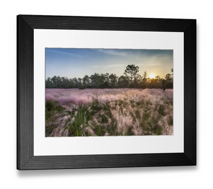 Framed Print : Pink blooming Muhly grass fills a recently burned prairie in south Florida Framed Print : Pink blooming Muhly grass fills a recently burned prairie in south Florida