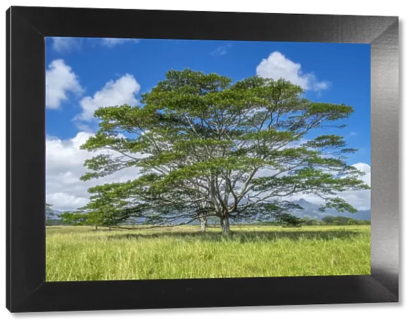 Monkeypod tree, Kauai, Hawaii, USA