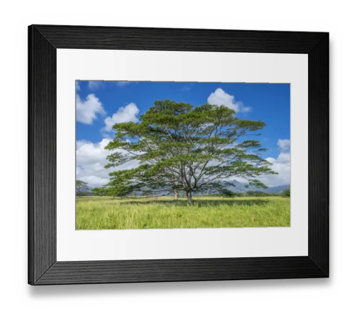 Framed Print : Monkeypod tree, Kauai, Hawaii, USA Framed Print : Monkeypod tree, Kauai, Hawaii, USA