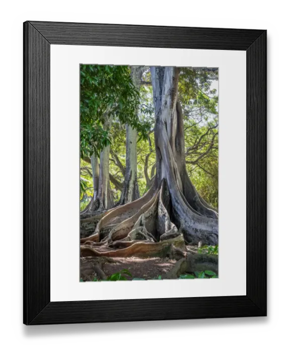 Framed Print : Moreton Bay Fig tree, Kauai, Hawaii, USA Framed Print : Moreton Bay Fig tree, Kauai, Hawaii, USA