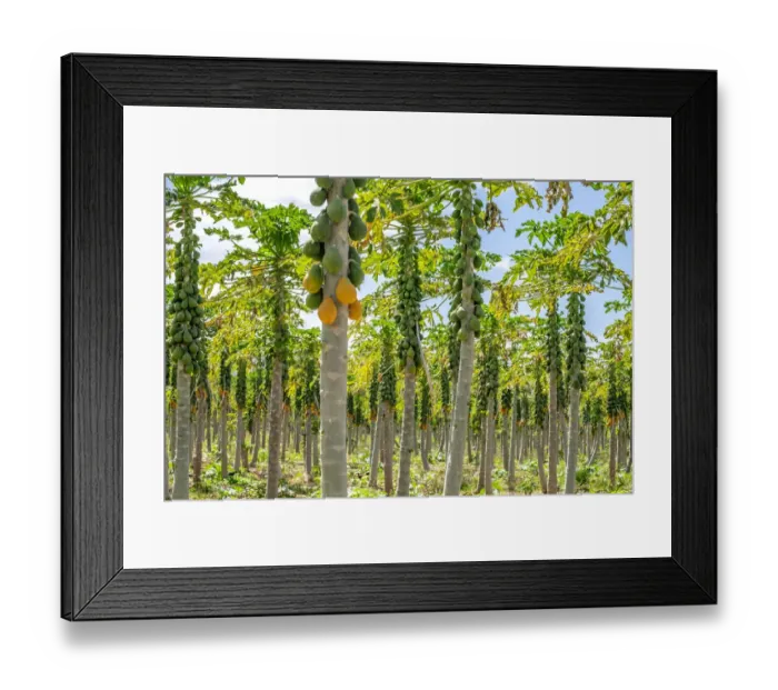 Framed Print : Papaya plantation, Kauai, Hawaii, USA Framed Print : Papaya plantation, Kauai, Hawaii, USA