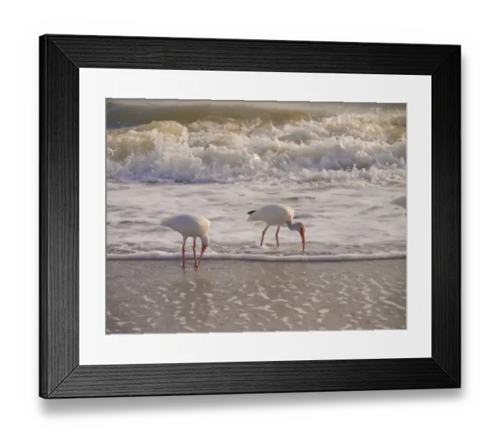 Framed Print : Birds Wading in the Surf on Sanibel Island Beach, Florida, USA Framed Print : Birds Wading in the Surf on Sanibel Island Beach, Florida, USA