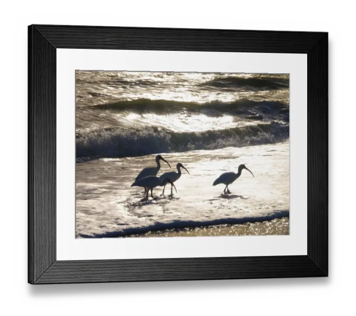 Framed Print : Birds Wading in the Surf on Sanibel Island Beach, Florida, USA Framed Print : Birds Wading in the Surf on Sanibel Island Beach, Florida, USA