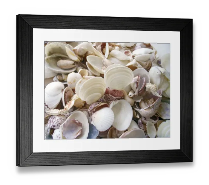 Framed Print : Shells Gathered on Beaches of Sanibel Island, Florida, USA Framed Print : Shells Gathered on Beaches of Sanibel Island, Florida, USA