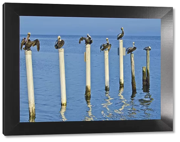 USA, Florida, Cedar Key, Brown Pelicans Perched on Post