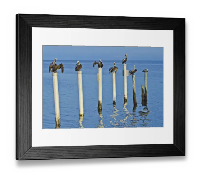 Framed Print : USA, Florida, Cedar Key, Brown Pelicans Perched on Post Framed Print : USA, Florida, Cedar Key, Brown Pelicans Perched on Post