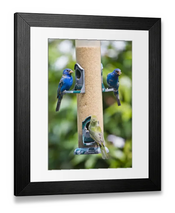 Framed Print : USA, Florida, Immokalee, Midney Home, Indigo Bunting and female Painted Bunting on millet Framed Print : USA, Florida, Immokalee, Midney Home, Indigo Bunting and female Painted Bunting on millet