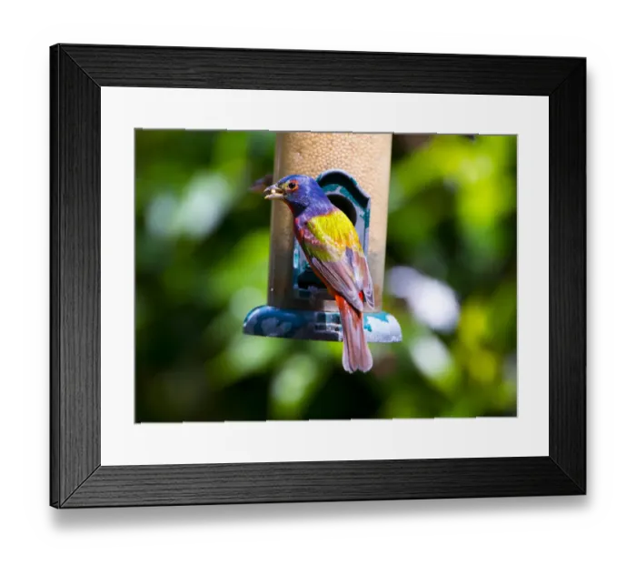 Framed Print : USA, Florida, Immokalee, Midney Home, Painted Bunting Framed Print : USA, Florida, Immokalee, Midney Home, Painted Bunting