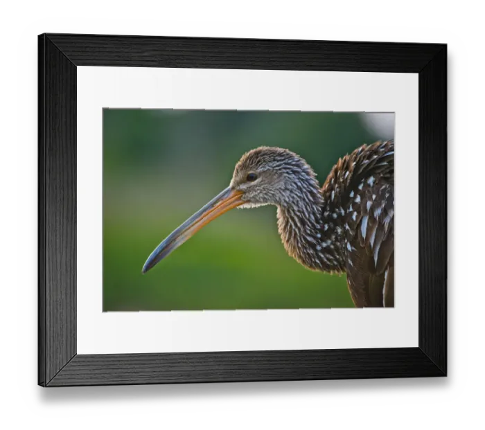 Framed Print : USA, Florida, Sarasota, Celery Fields, Limpkin, on Boardwalk Railing