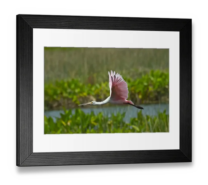 Framed Print : USA, Florida, Sarasota, Celery Fields, Roseate Spoonbill, Flying