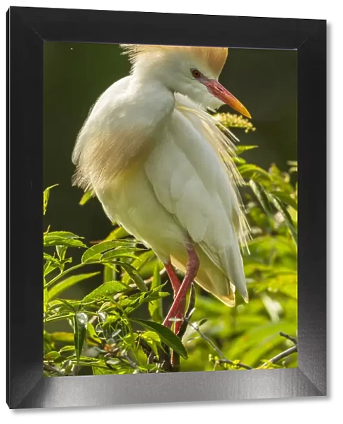 USA, Florida, Anastasia Island. Cattle egret in breeding plumage