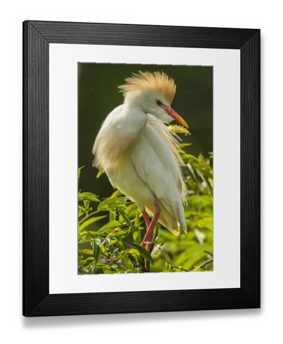 Framed Print : USA, Florida, Anastasia Island. Cattle egret in breeding plumage Framed Print : USA, Florida, Anastasia Island. Cattle egret in breeding plumage