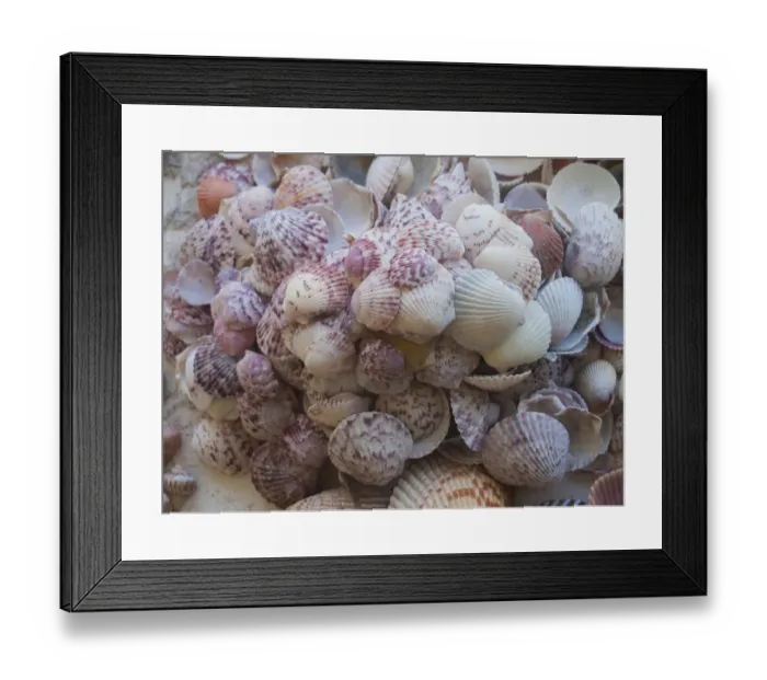 Framed Print : Shells Gathered on Beaches of Sanibel Island, Florida, USA
