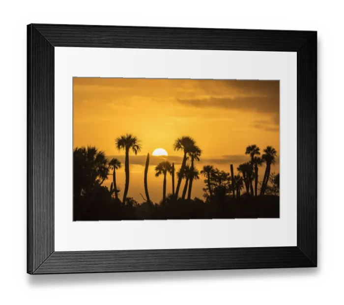 Framed Print : USA, Florida, Orlando Wetlands Park. Palm trees silhouetted at sunrise Framed Print : USA, Florida, Orlando Wetlands Park. Palm trees silhouetted at sunrise