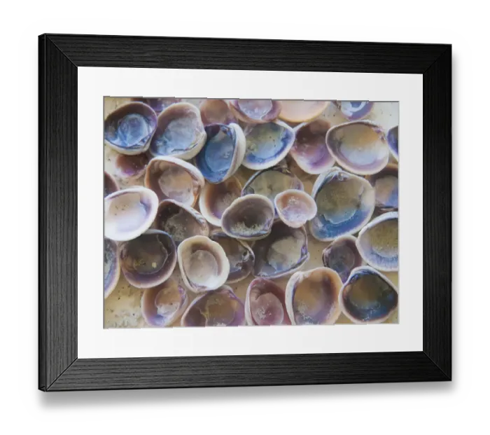 Framed Print : Shells Gathered on Beaches of Sanibel Island, Florida, USA Framed Print : Shells Gathered on Beaches of Sanibel Island, Florida, USA