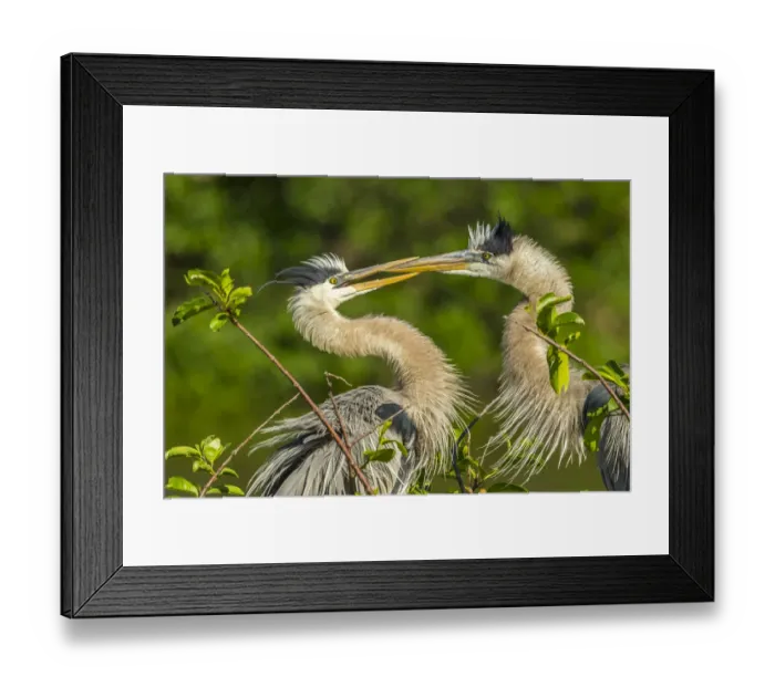 Framed Print : USA, Florida, Wakodahatchee Wetlands. Great blue herons in mating behavior Framed Print : USA, Florida, Wakodahatchee Wetlands. Great blue herons in mating behavior