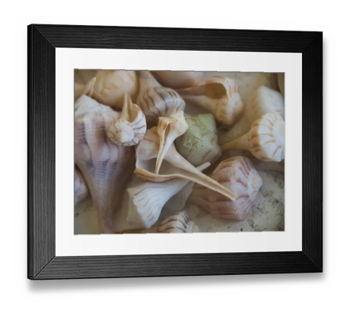 Framed Print : Shells Gathered on Beaches of Sanibel Island, Florida, USA Framed Print : Shells Gathered on Beaches of Sanibel Island, Florida, USA