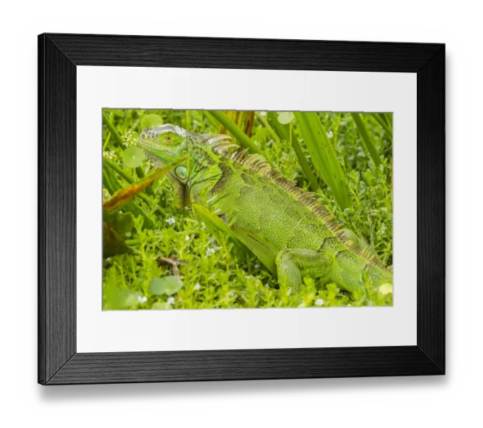 Framed Print : USA, Florida, Wakodahatchee Wetlands. Green iguana close-up