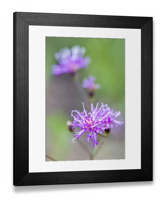 Framed Print : Florida ironweed