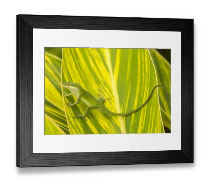 Framed Print : USA, Florida, Anastasia Island, Alligator Farm. Green anole on leaf Framed Print : USA, Florida, Anastasia Island, Alligator Farm. Green anole on leaf