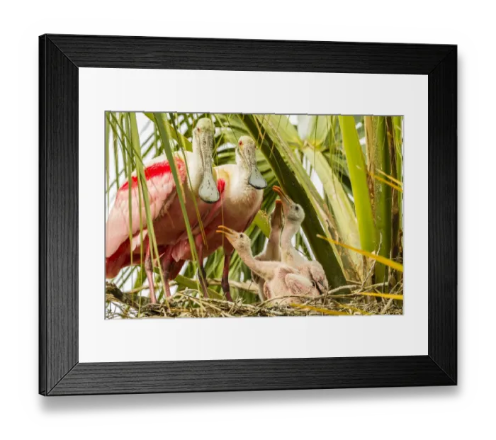 Framed Print : USA, Florida, Anastasia Island, Alligator Farm. Roseate spoonbill chick Framed Print : USA, Florida, Anastasia Island, Alligator Farm. Roseate spoonbill chick