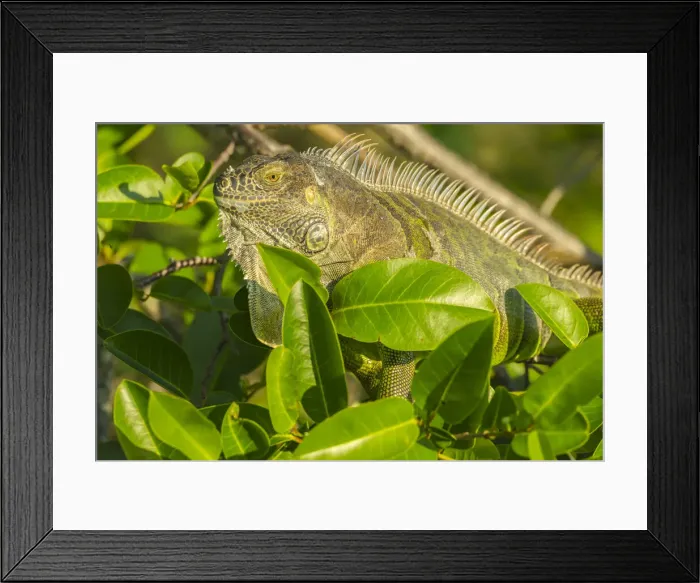 Framed Print : USA, Florida, Wakodahatchee Wetlands. Green iguana close-up Framed Print : USA, Florida, Wakodahatchee Wetlands. Green iguana close-up