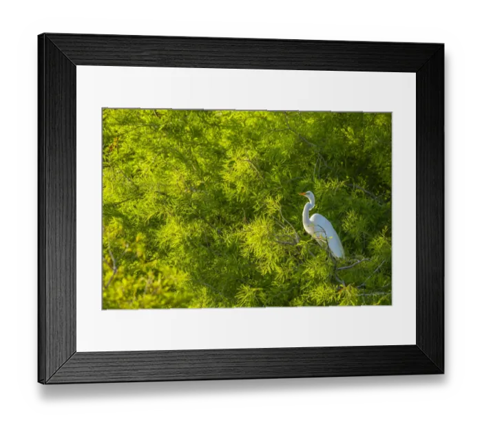 Framed Print : USA, Florida, Anastasia Island. Great egret in tree foliage