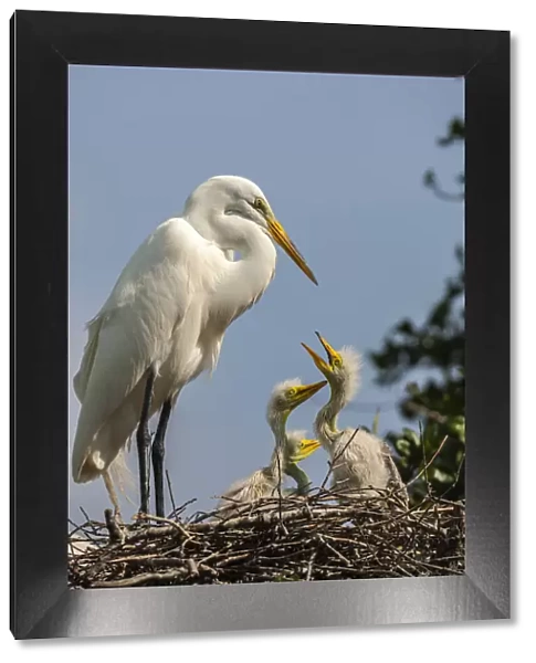 USA, Florida, Anastasia Island. Great egret parent feeding chicks on nest