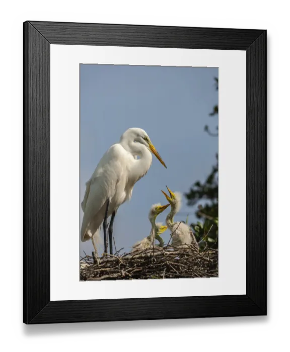 Framed Print : USA, Florida, Anastasia Island. Great egret parent feeding chicks on nest Framed Print : USA, Florida, Anastasia Island. Great egret parent feeding chicks on nest