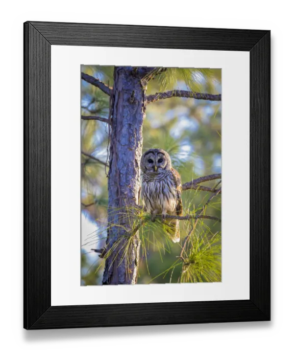 Framed Print : A camouflaged barred owl perches among tree branches during the day Framed Print : A camouflaged barred owl perches among tree branches during the day