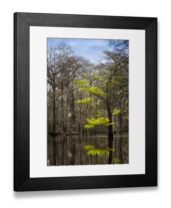 Framed Print : River water moves slowly through a flooded wooded swamp in Florida. Cypress leafing out Framed Print : River water moves slowly through a flooded wooded swamp in Florida. Cypress leafing out