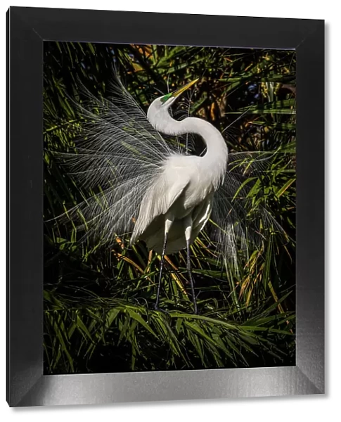 A great egret performs frequent displays using its showy plumage during the breeding