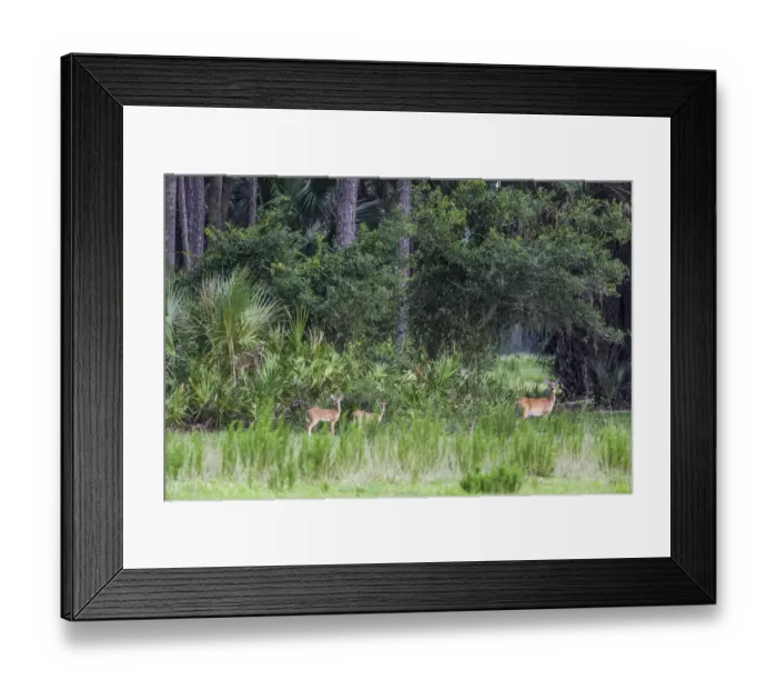Framed Print : Good habitat white-tailed deer often have twins Framed Print : Good habitat white-tailed deer often have twins