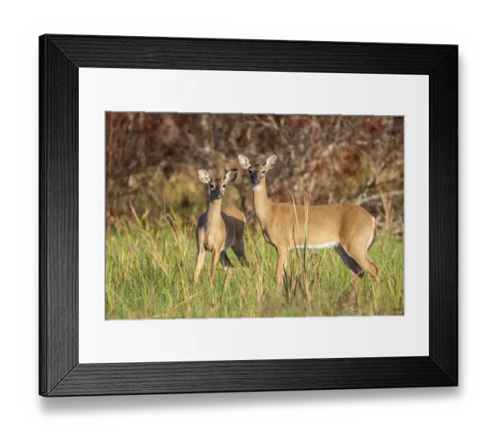 Framed Print : White-tailed deer in prairie, Florida Framed Print : White-tailed deer in prairie, Florida