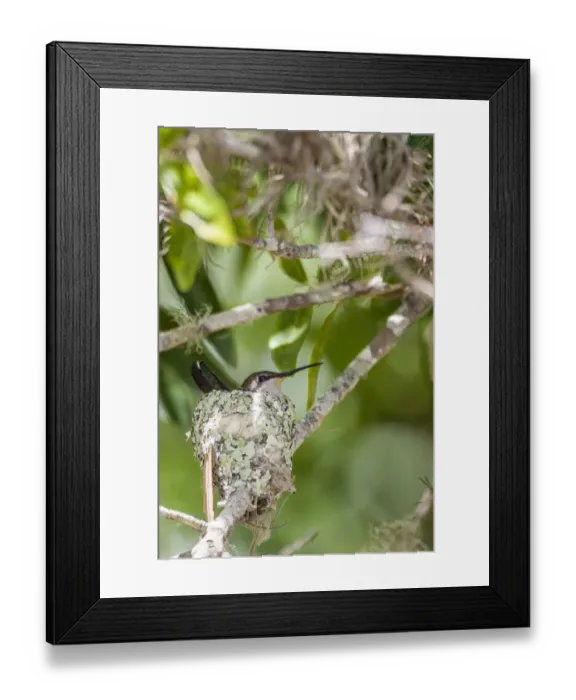 Framed Print : Ruby-throated hummingbird on nest, Florida