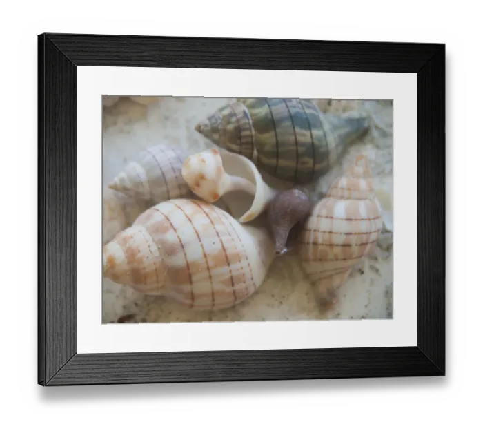 Framed Print : Shells Gathered on Beaches of Sanibel Island, Florida, USA Framed Print : Shells Gathered on Beaches of Sanibel Island, Florida, USA