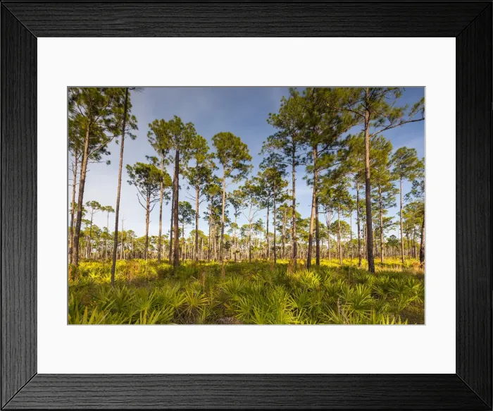 Framed Print : Florida. pine forest is maintained by periodic, low intensity fires