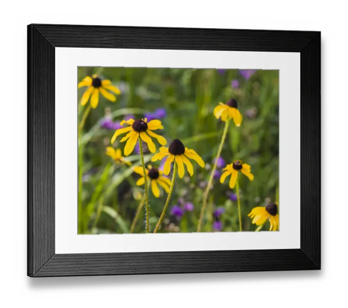Framed Print : Black-eyed Susan blooms Framed Print : Black-eyed Susan blooms
