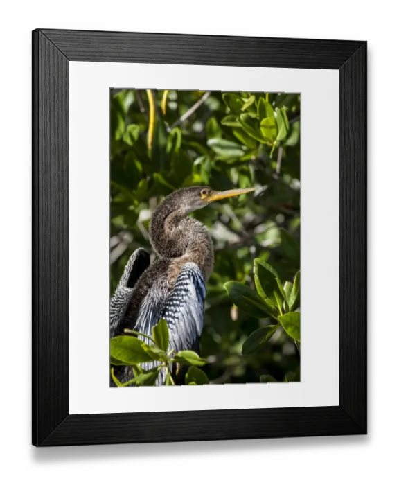 Framed Print : Female anhinga perched on mangrove branch in Florida Framed Print : Female anhinga perched on mangrove branch in Florida