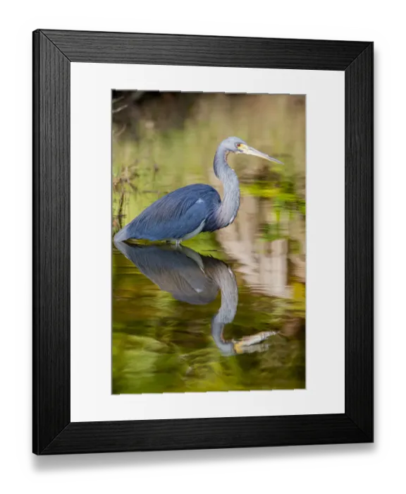 Framed Print : A tri-colored heron in breeding plumage, wades in shallow water, resting