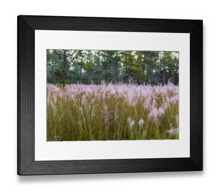 Framed Print : Blooming Muhly grass in a prairie managed by prescribed fire Framed Print : Blooming Muhly grass in a prairie managed by prescribed fire