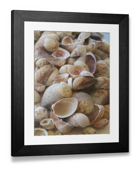 Framed Print : Shells Gathered on Beaches of Sanibel Island, Florida, USA Framed Print : Shells Gathered on Beaches of Sanibel Island, Florida, USA