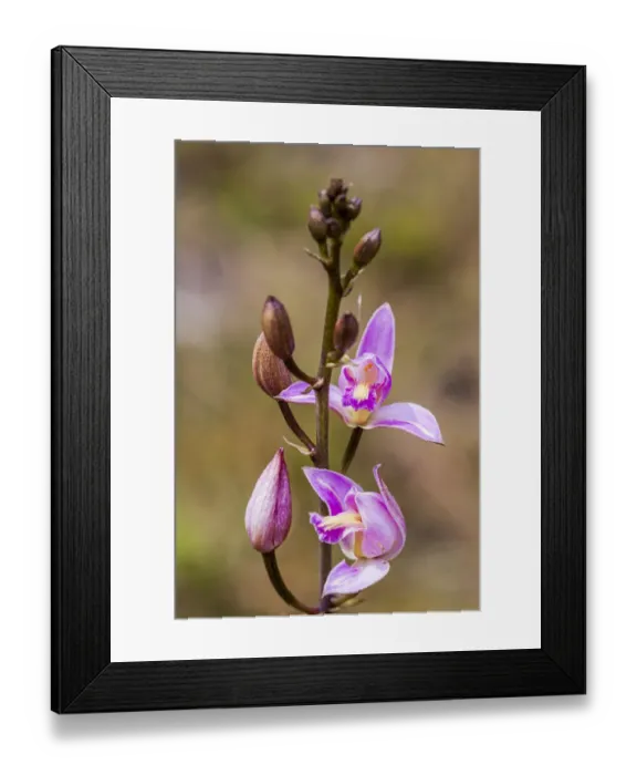 Framed Print : Pine Pink orchid in bloom Framed Print : Pine Pink orchid in bloom