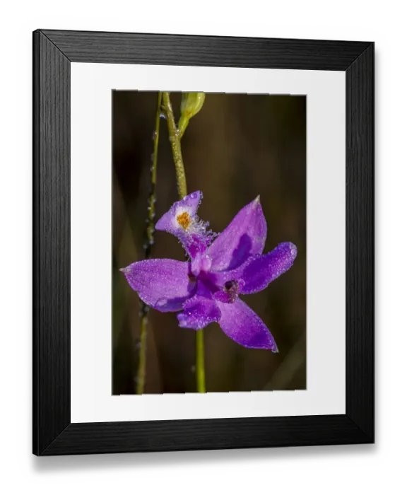 Framed Print : Grass Pink orchids grow in a South Florida prairie