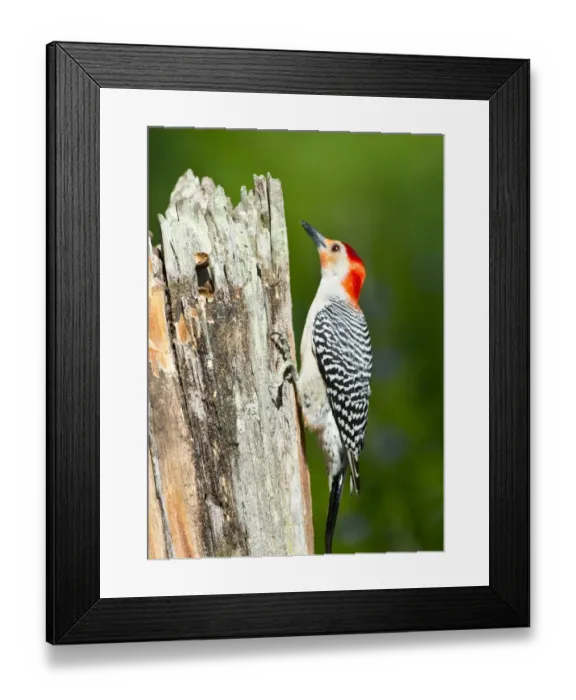 Framed Print : USA, Florida, Immokalee, Midney Home, Red-bellied Woodpecker Feeding on Stump Framed Print : USA, Florida, Immokalee, Midney Home, Red-bellied Woodpecker Feeding on Stump