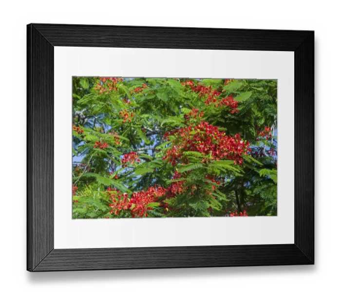 Framed Print : Royal Poinciana tree produces beautiful red flowers Framed Print : Royal Poinciana tree produces beautiful red flowers