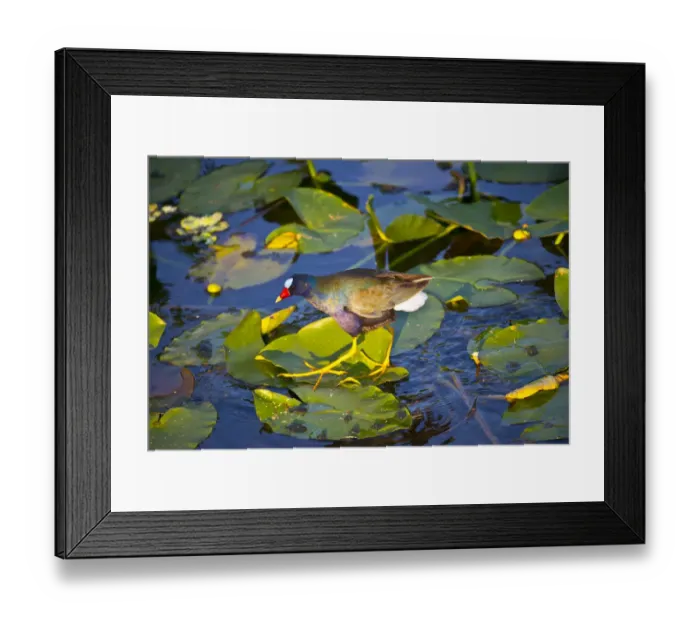 Framed Print : USA, Florida, Sarasota, Celery Fields, Purple Gallinule Framed Print : USA, Florida, Sarasota, Celery Fields, Purple Gallinule