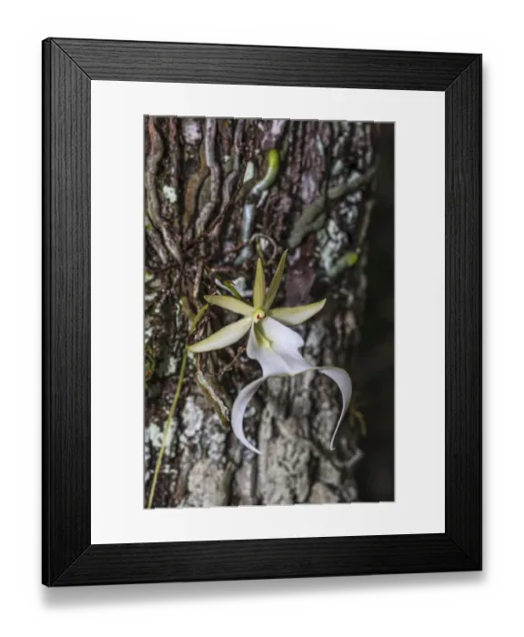 Framed Print : Rare ghost orchid only grows in swamps in South Florida
