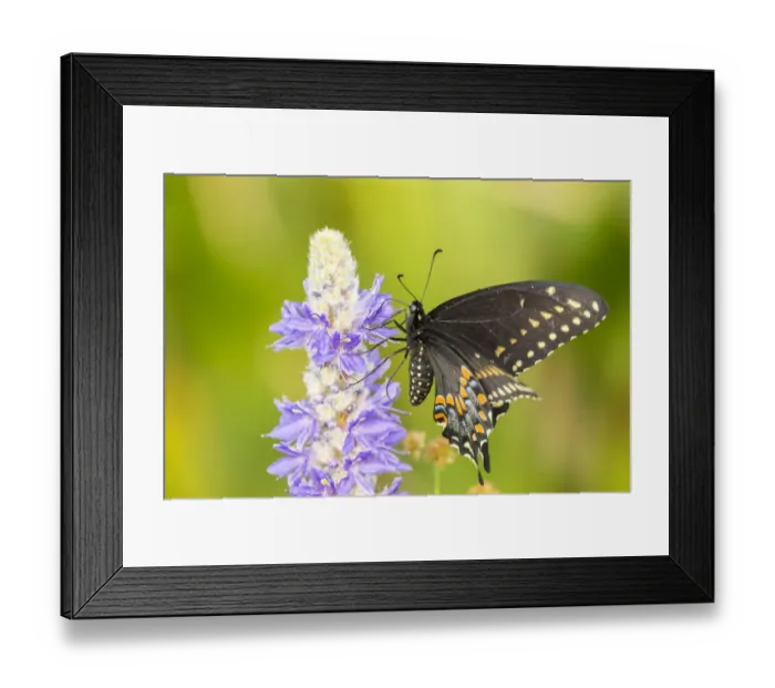 Framed Print : USA, Florida, Orlando Wetlands Park. Eastern black swallowtail butterfly on flower
